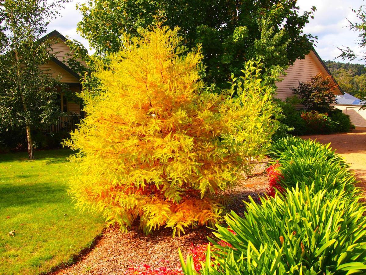 Delderfield Villas Marysville Bagian luar foto