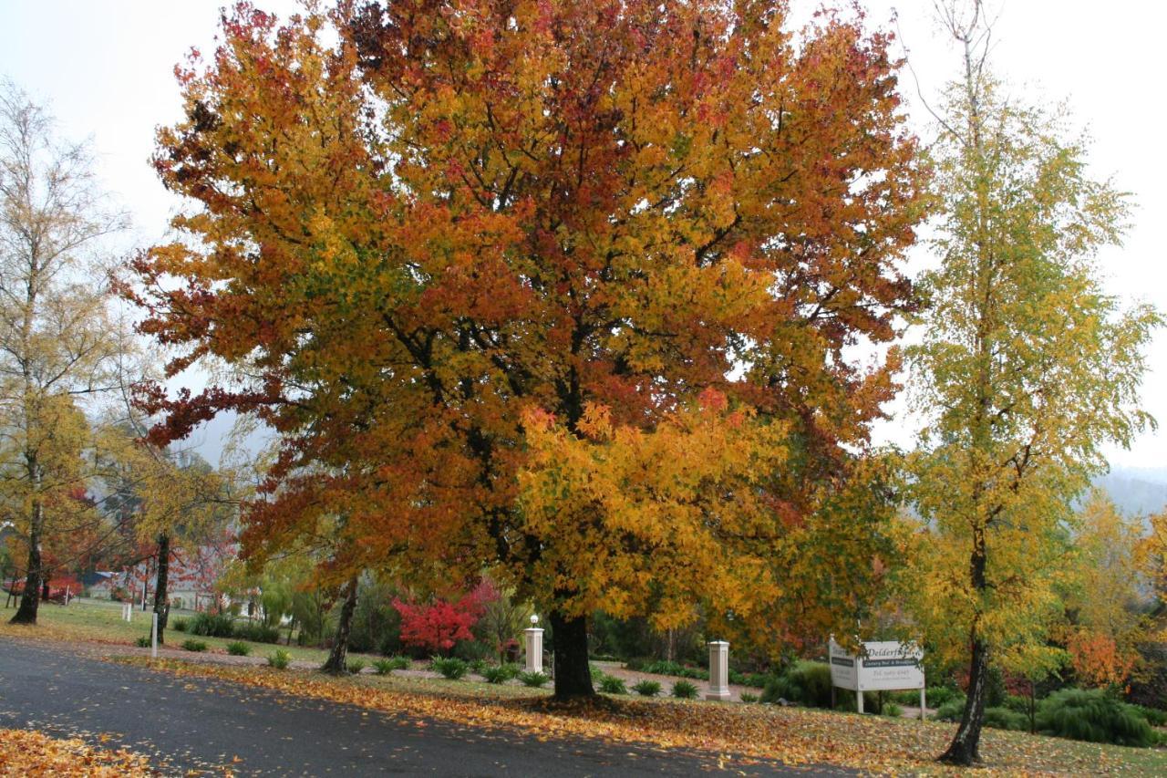 Delderfield Villas Marysville Bagian luar foto